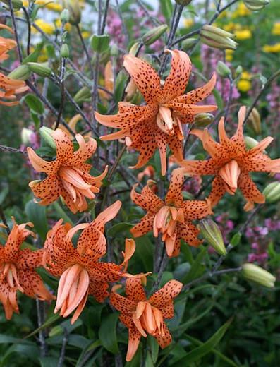 Lilium Lancifolium 'Flore Pleno, Double Tiger Lily, Lilium Tigrinum 'Flore Pleno',  Double-flowered Devil Lily, Species &amp; Cultivars of Species Group, Summer flowering Bulb, Orange Lilies, Lily flower, Lily Flower
